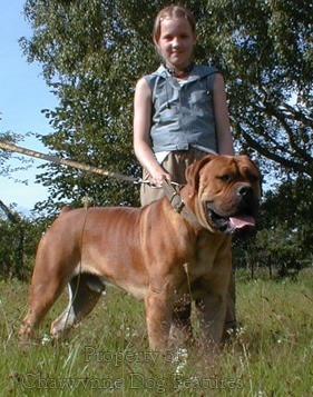 A gallant hot sale boerboel